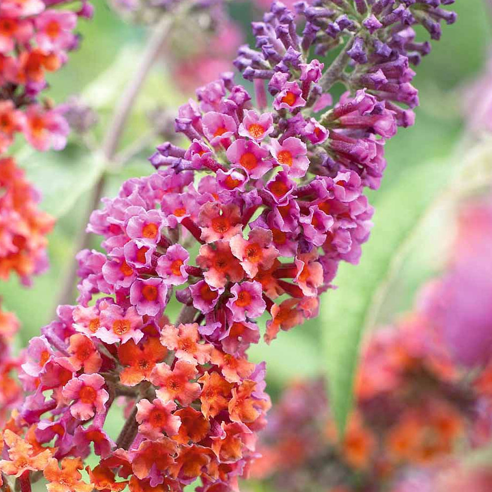 Buddleia Flower Power (2L)