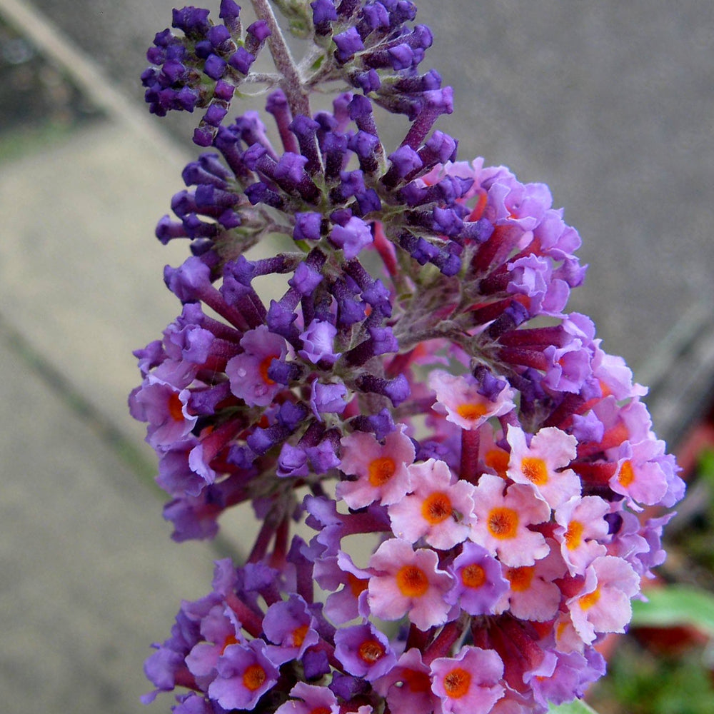 Buddleia Flower Power (2L)