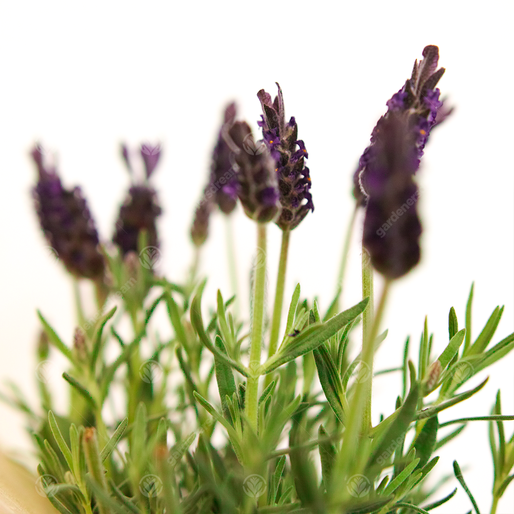 Bee & Insect Hotel & Lavender (9cm)