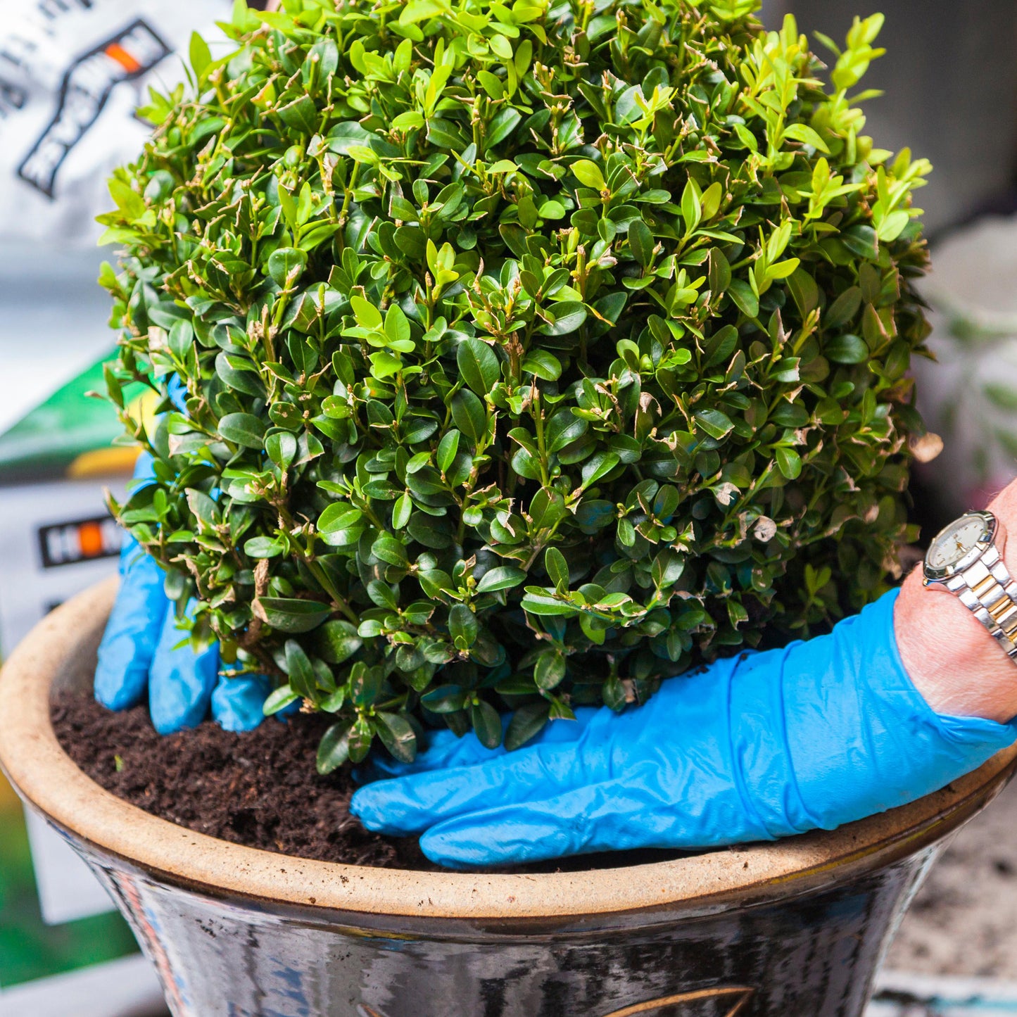 Buxus Ball Plant (20cm, Pack of 2)