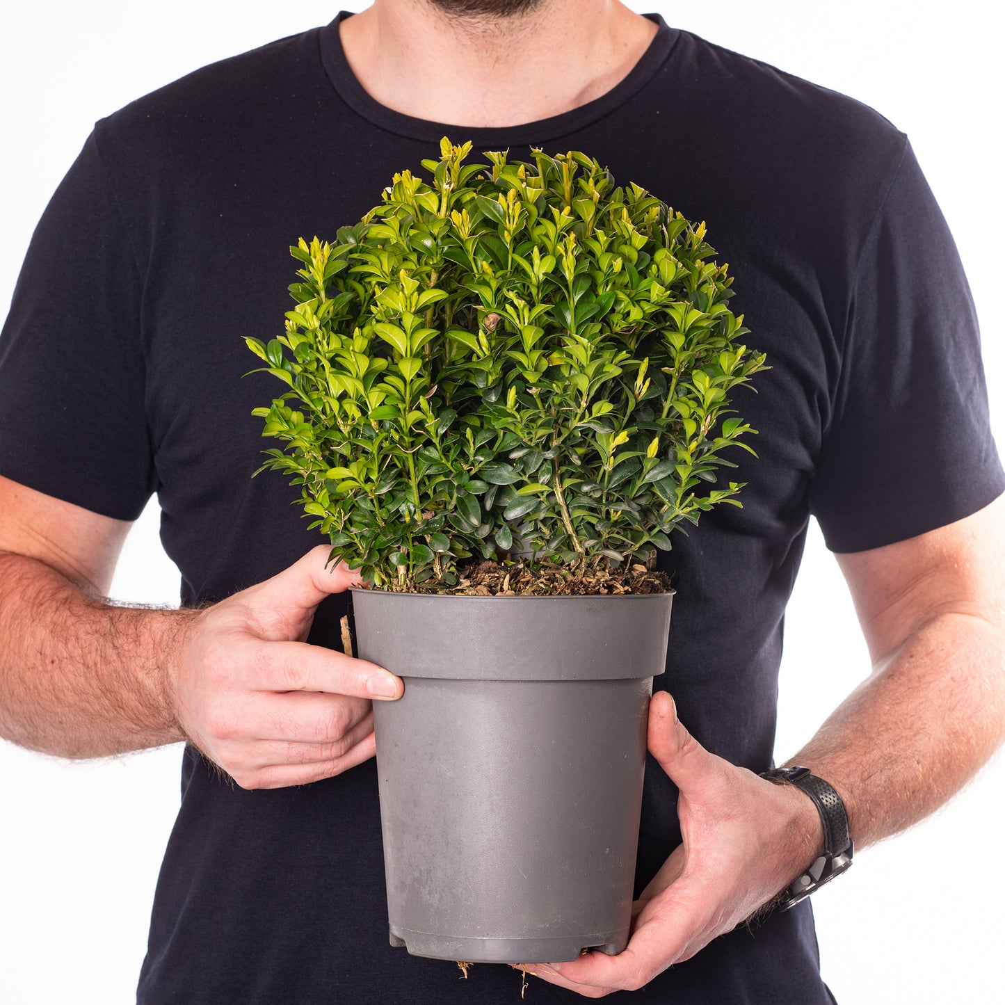 Buxus Ball Plant (20cm, Pack of 2)