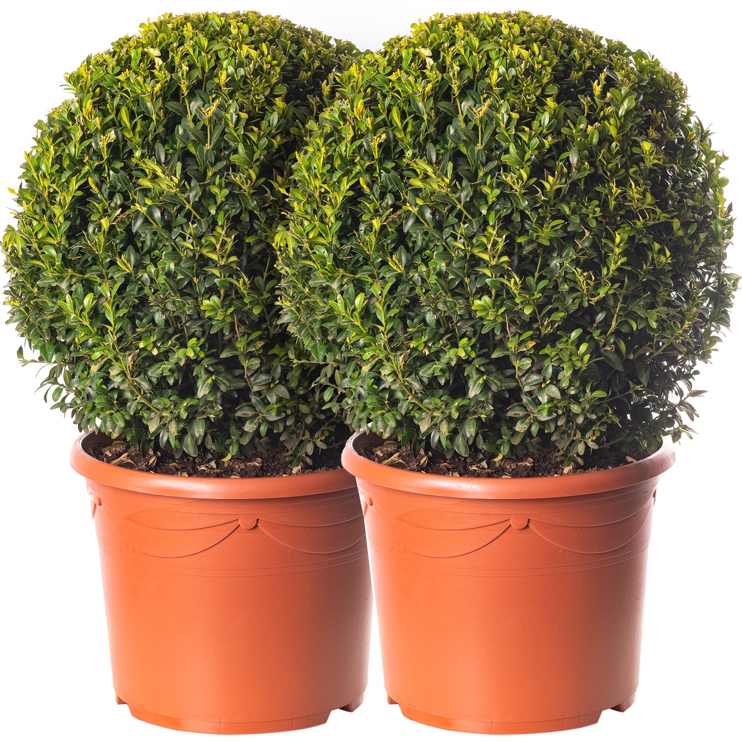 Buxus Ball Plant (40cm, Pack of 2)