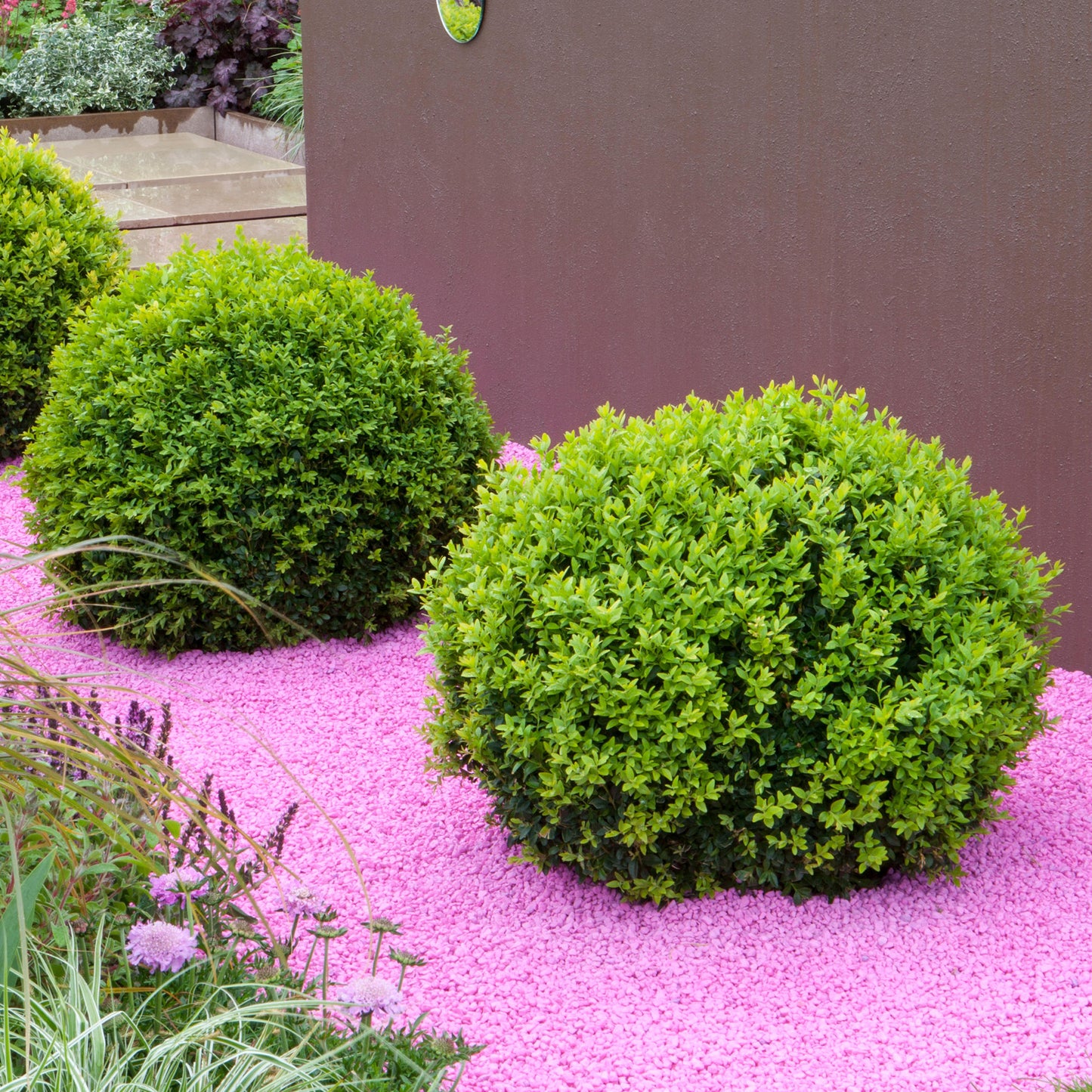Buxus Ball Plant (40cm, Pack of 2)