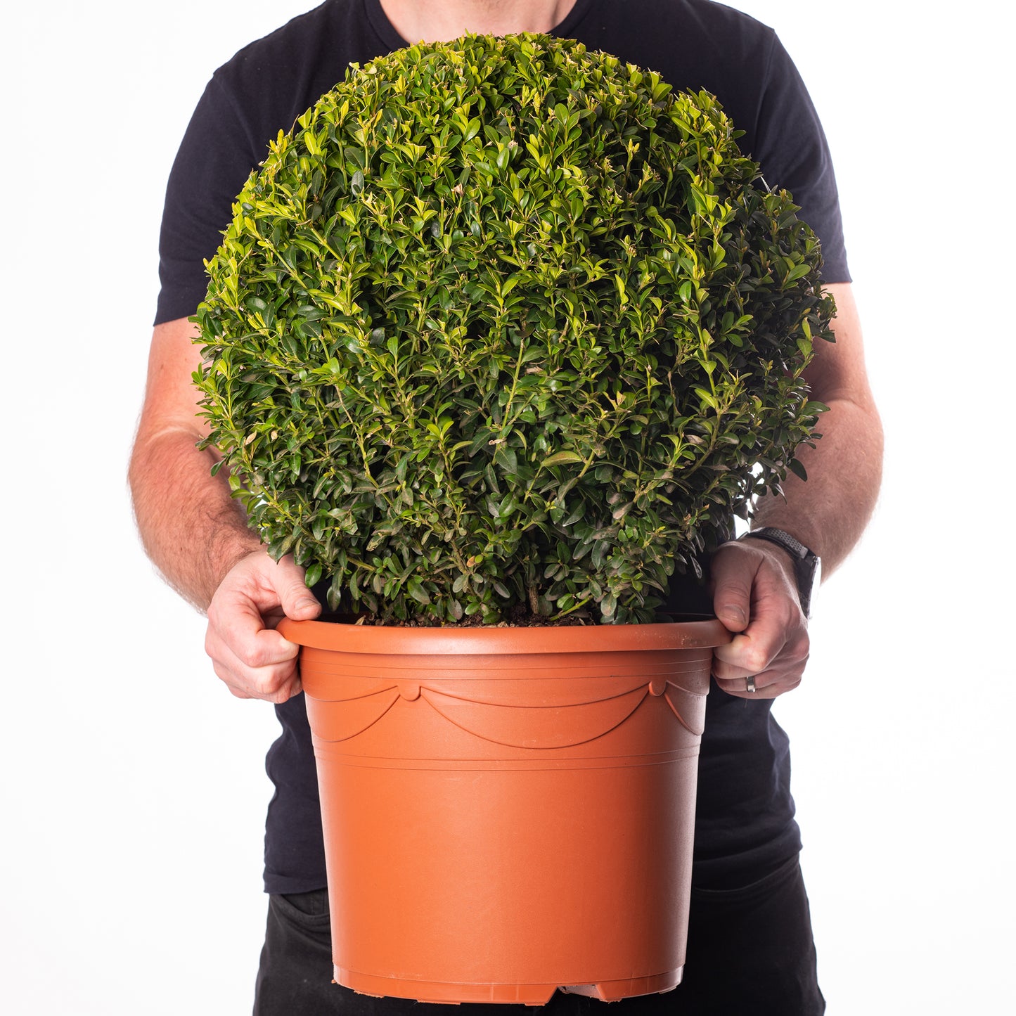 Buxus Ball Plant (40cm, Pack of 2)
