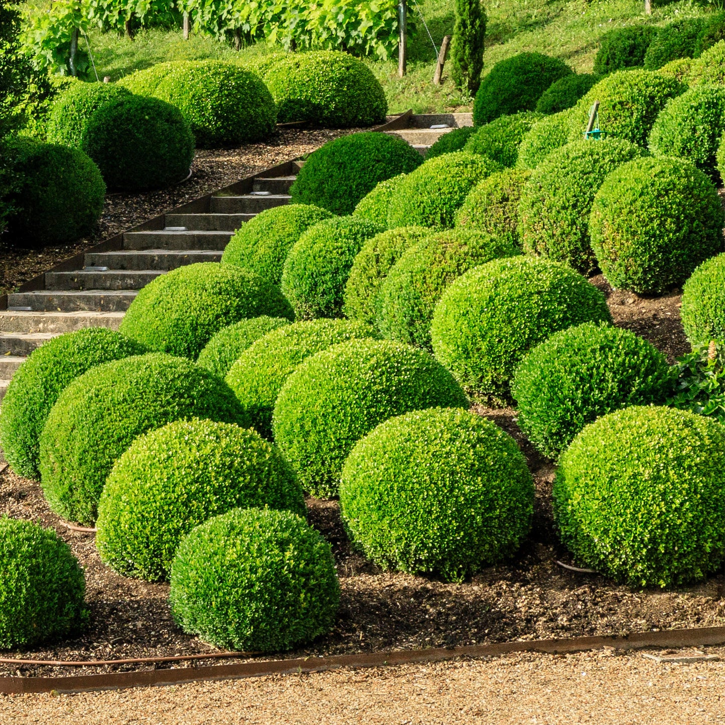 Buxus Ball Plant (40cm, Pack of 2)