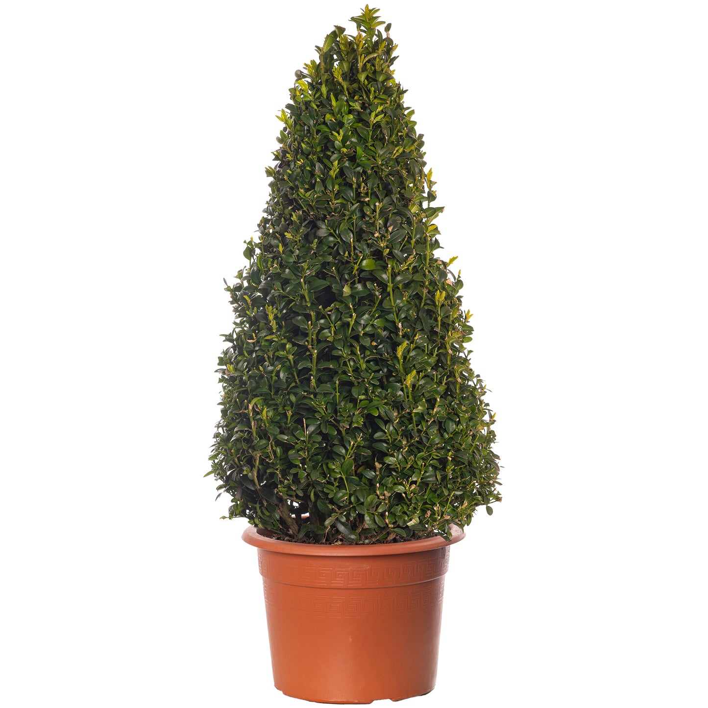 Buxus Pyramid (60-70cm, V0)