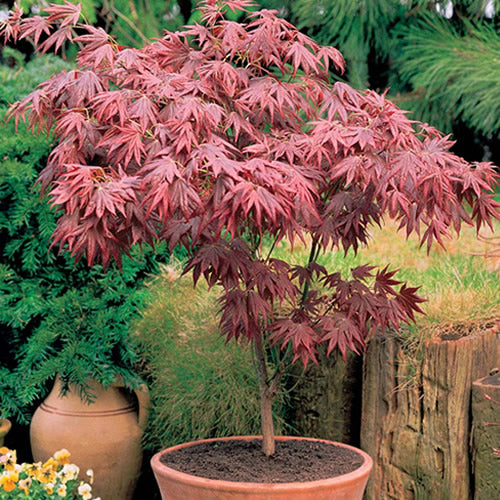 Acer Atropurpureum (10cm)