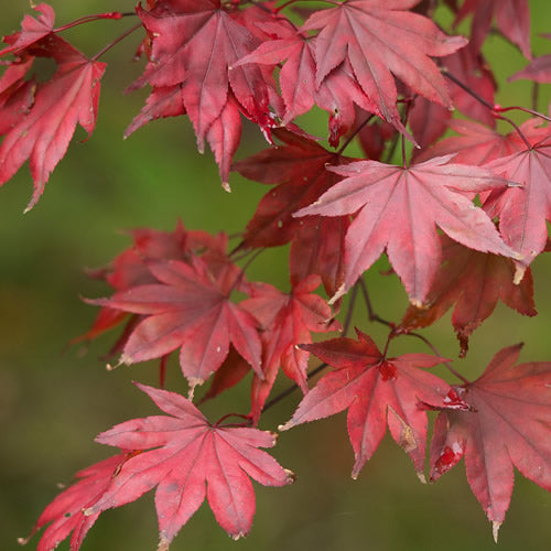 Acer Atropurpureum (10cm)
