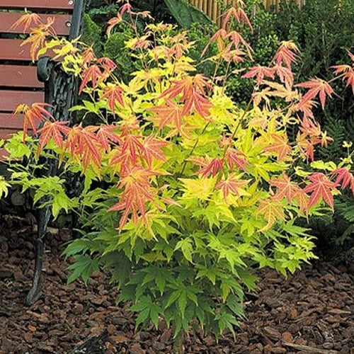 Acer Orange Dream (9cm)