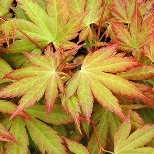 Acer Orange Dream (9cm)