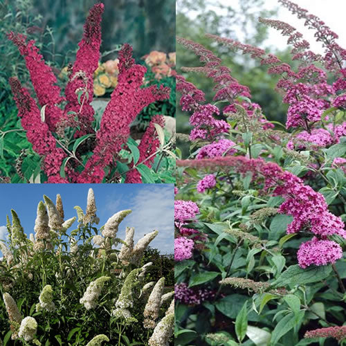 Buddleia Mix (9cm, Pack of 6)