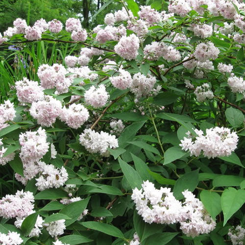 Deutzia Pink Pompom (9cm)