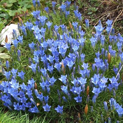 Gentiana Sino-ornata (9cm)