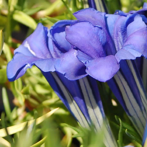 Gentiana Sino-ornata (9cm)