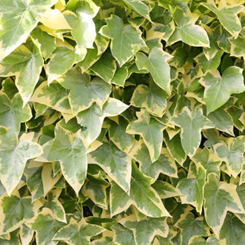 Hedera Gold-Edged (9cm, 3 plants)