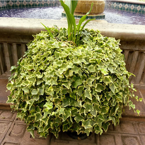 Hedera Gold-Edged (9cm, 3 plants)