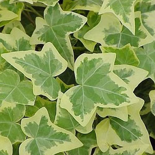 Hedera Gold-Edged (9cm, 3 plants)