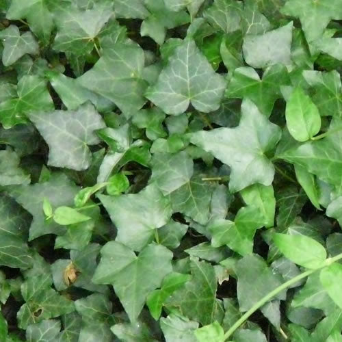 Hedera Green (9cm, 5 plants)