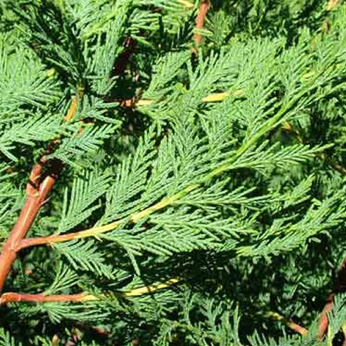 Leylandii Green (9cm, Pack of 50)