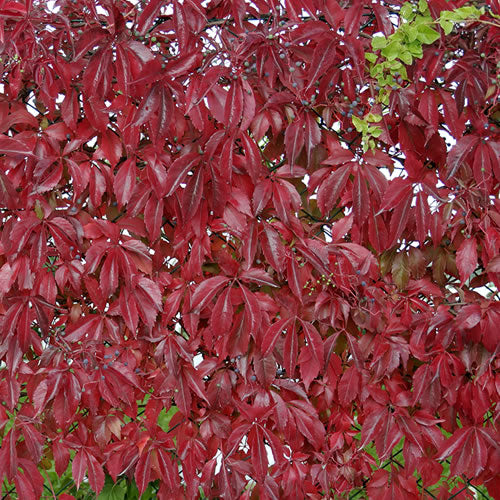 Parthenocissus Quinquefolia (9cm)