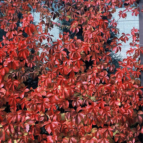 Parthenocissus Quinquefolia (9cm)