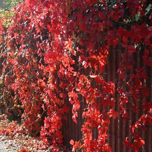 Parthenocissus Veitchii (9cm)