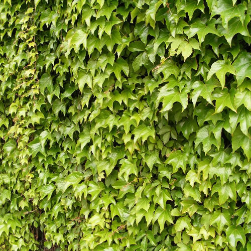 Parthenocissus Veitchii (9cm)