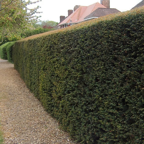 Taxus Baccata (9cm, Pack of 15)