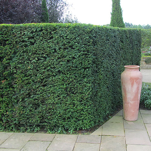 Taxus Baccata (9cm, Pack of 15)