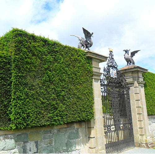 Taxus Baccata (9cm, Pack of 25)