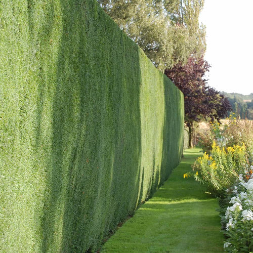 Taxus Baccata (9cm, Pack of 15)