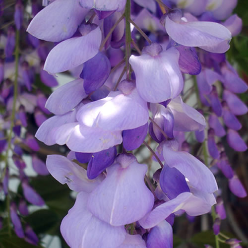 Wisteria Blue (9cm, Pack of 3)