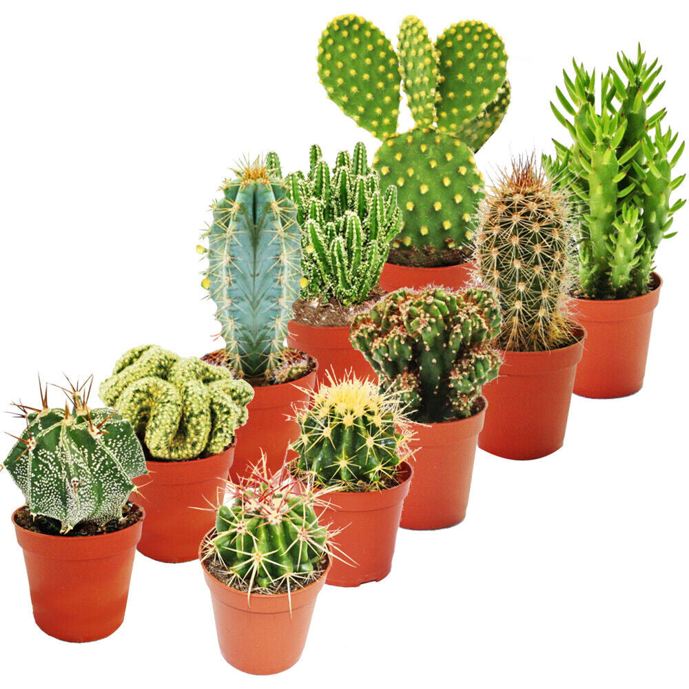 Cactus Mix (5.5cm, 10 plants)