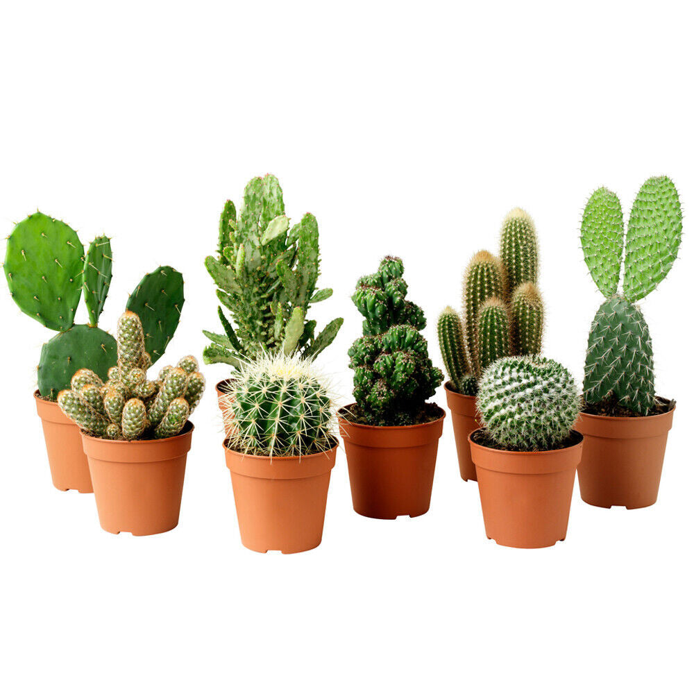 Cactus Mix (5.5cm, 10 plants)