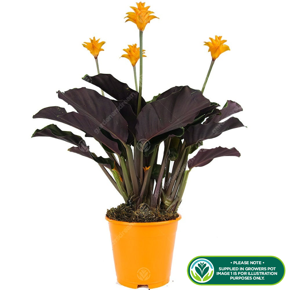 Calathea crocata (14cm, V3)