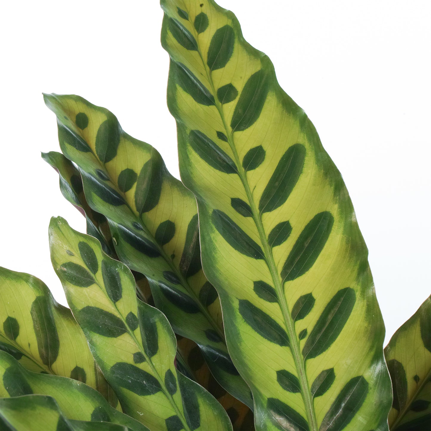 Calathea Insignis