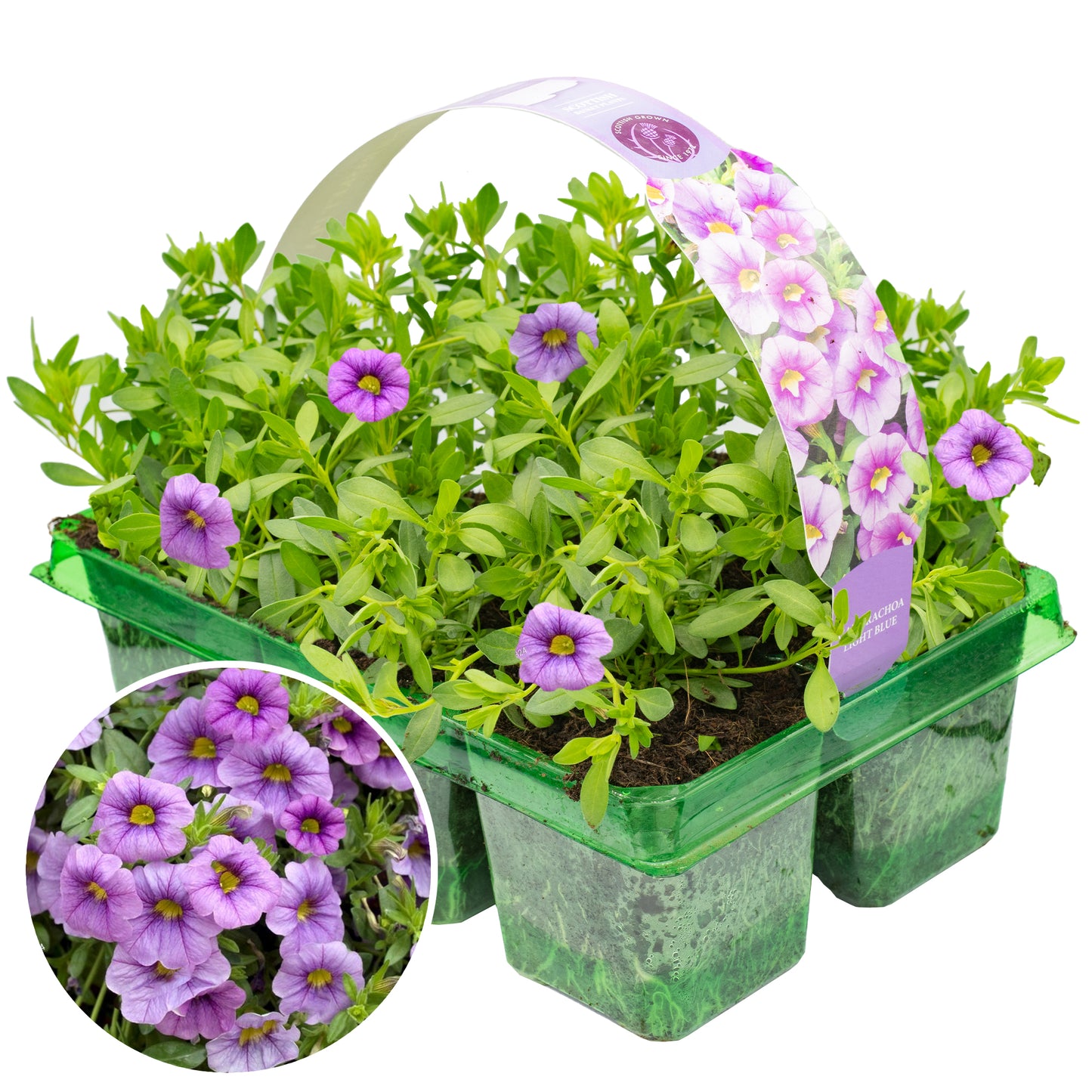 Basket Plants - Calibrachoa Light Blue (6 Pack)
