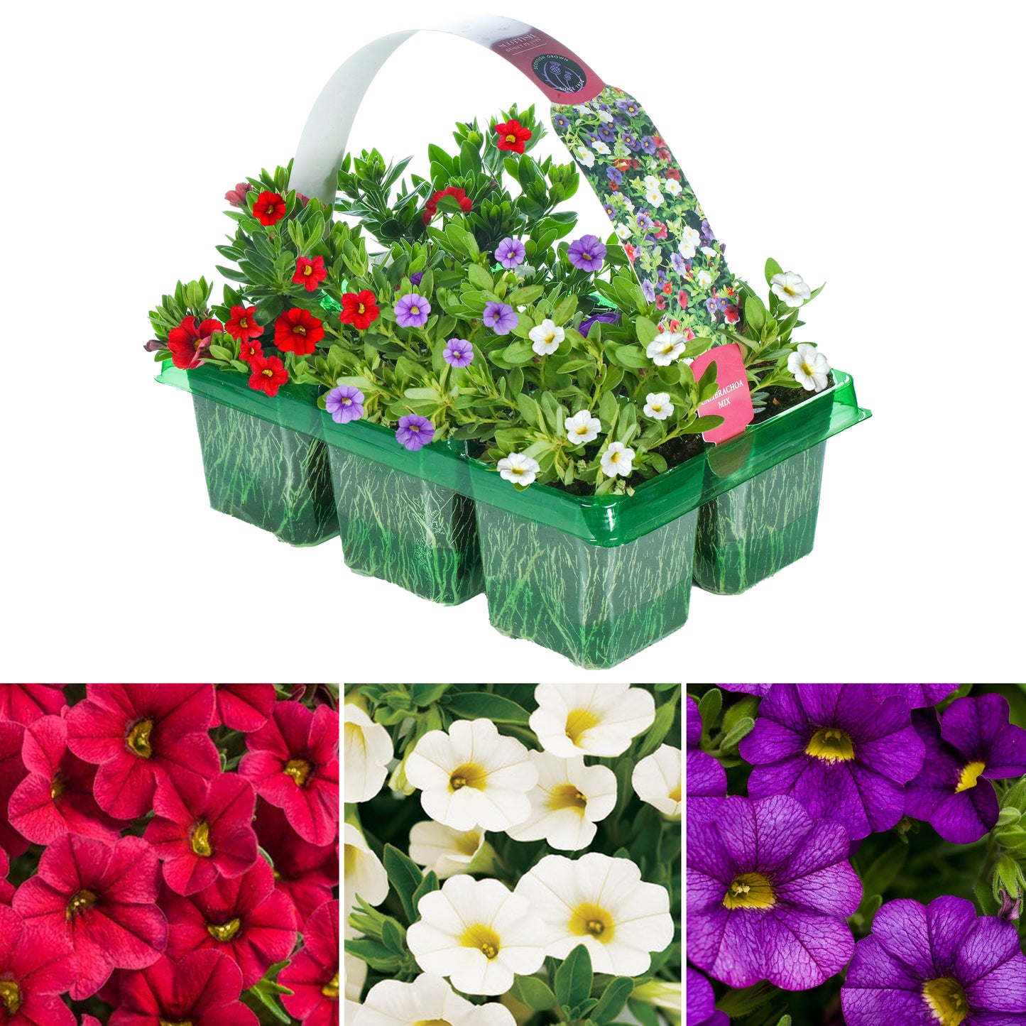 Basket Plants - Calibrachoa Mixed Variety (6 Pack)