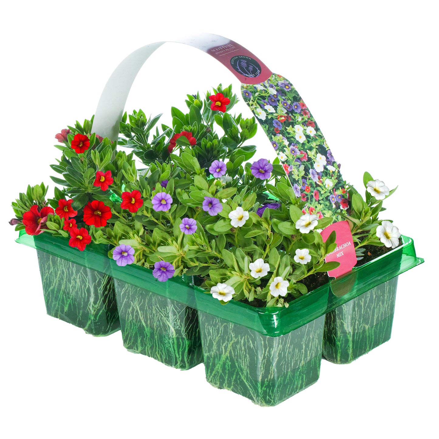 Basket Plants - Calibrachoa Mixed Variety (6 Pack)