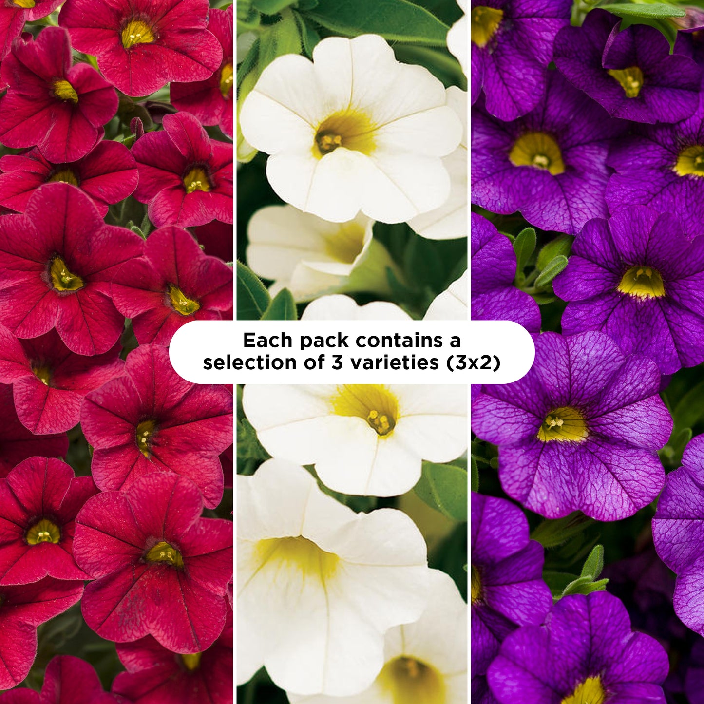 Basket Plants - Calibrachoa Mixed Variety (6 Pack)