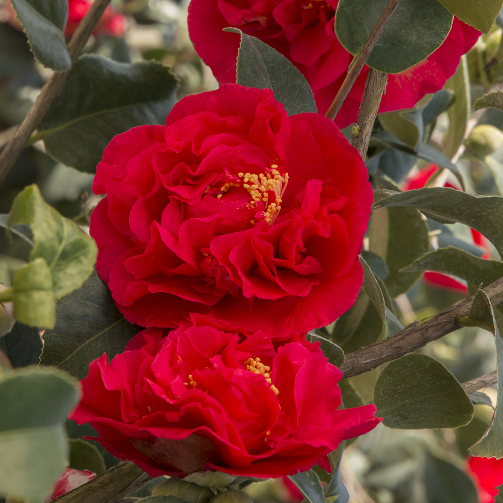 Camellia Mix (9cm, Pack of 3)
