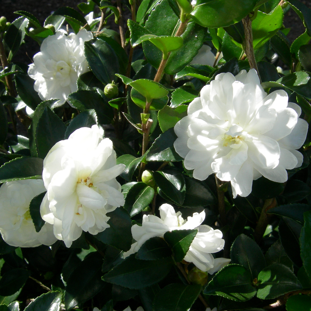 Camellia Mix (9cm, Pack of 3)
