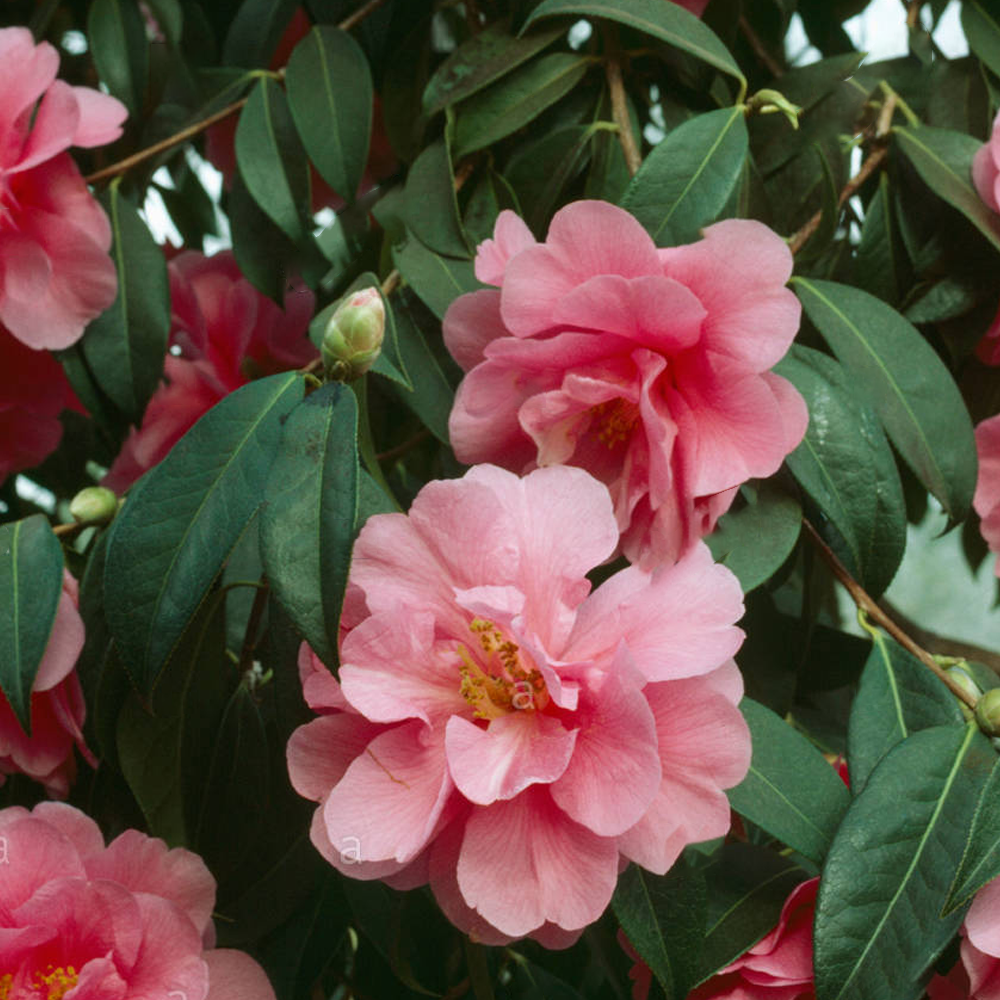Camellia Mix (9cm, Pack of 3)