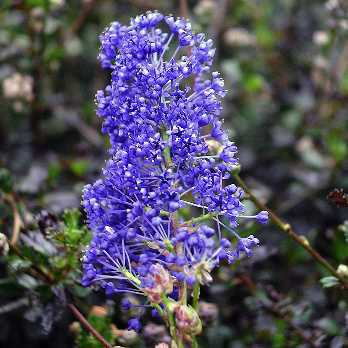 Ceanothus Blue Sapphire (9cm)