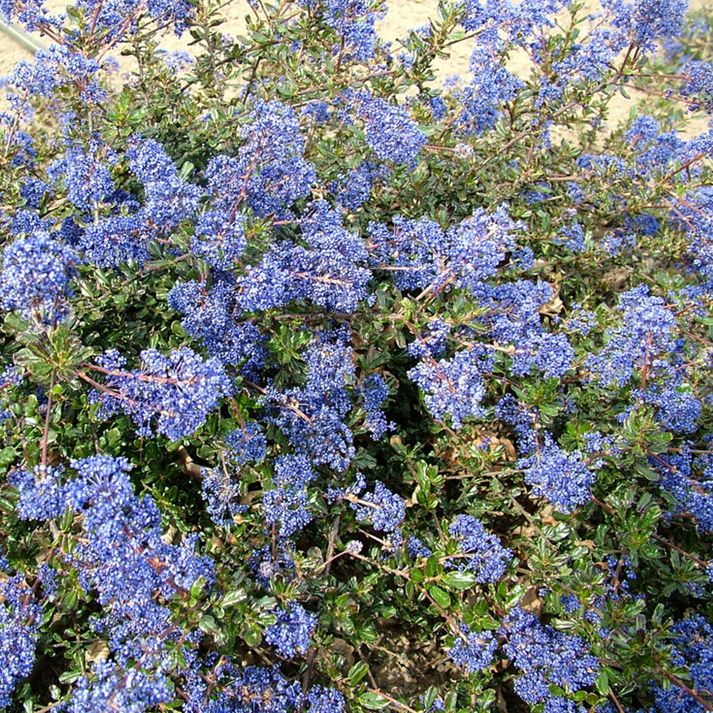 Ceanothus Blue Sapphire (9cm)