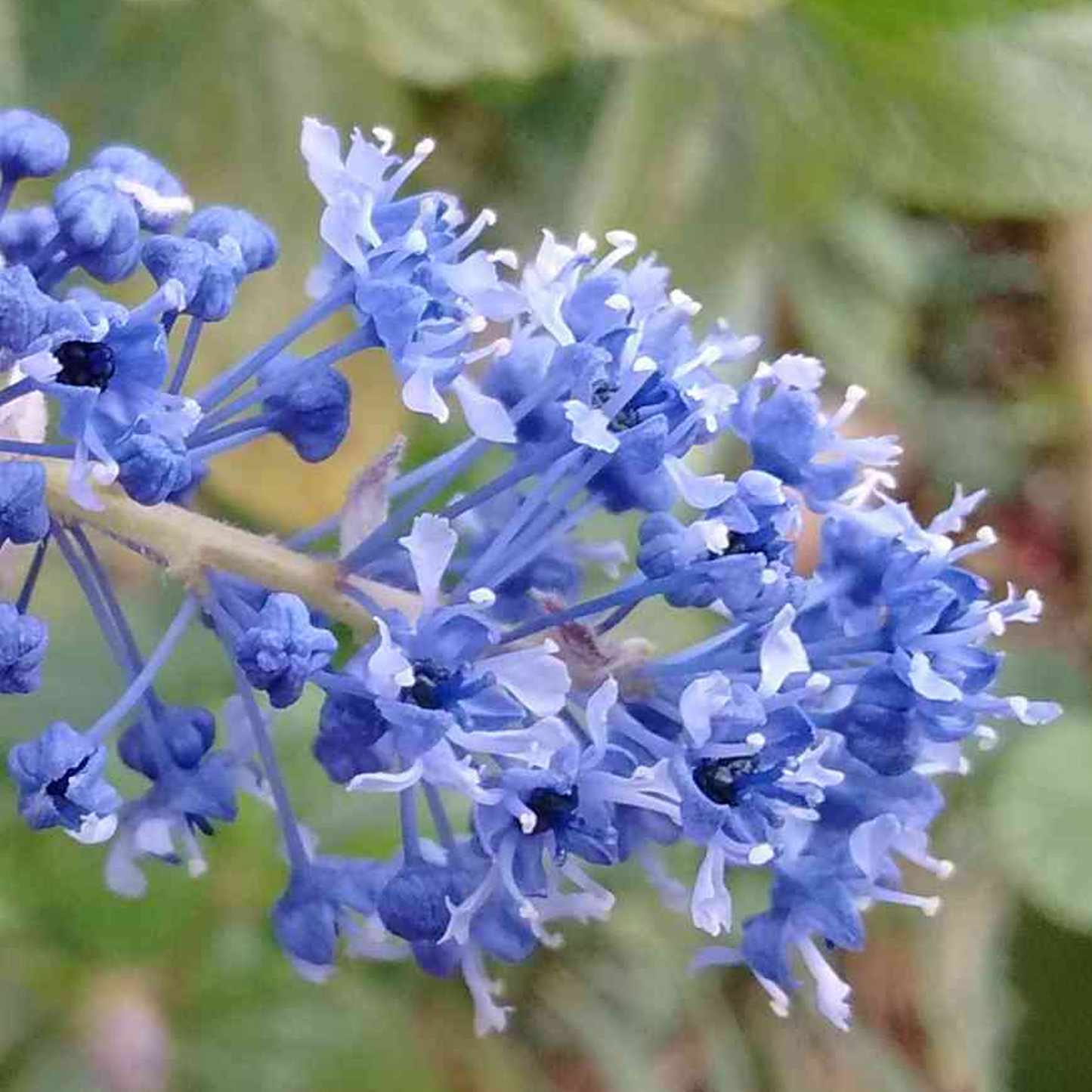 Ceanothus Blue Sapphire (9cm)