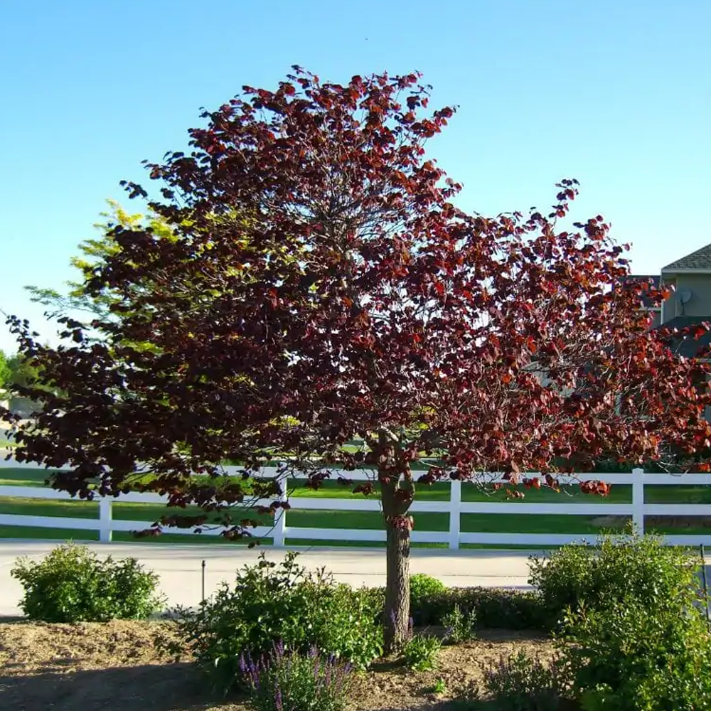 Cercis Forest Pansy Tree (12L, 5-6ft)