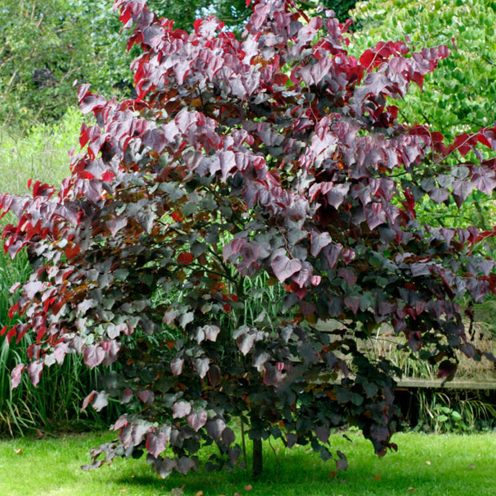 Cercis Forest Pansy Tree (12L, 5-6ft)