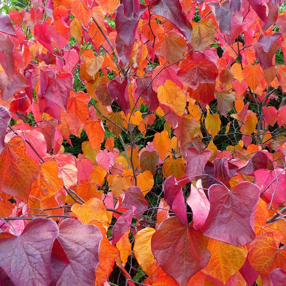 Cercis Forest Pansy Tree (12L, 5-6ft)