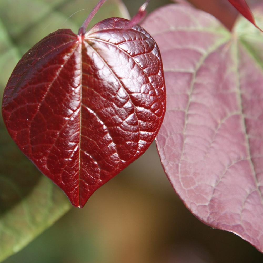 Cercis Forest Pansy Tree (12L, 5-6ft)